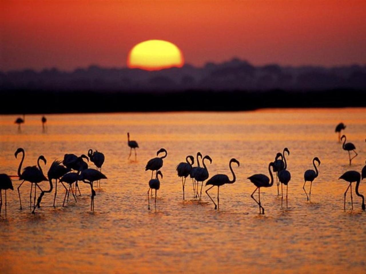Alojamiento Rural Flamingo El Rocio Exterior photo